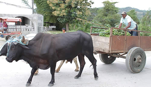 ox cart